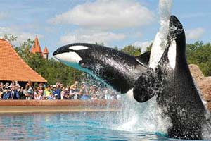 В Marineland не найдено нарушений