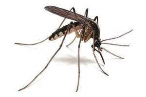 Комар переносчик вируса Zika в Онтарио