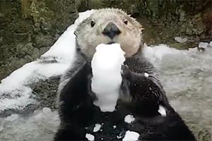 Выдра Vancouver Aquarium показала, как радоваться снегу - Видео